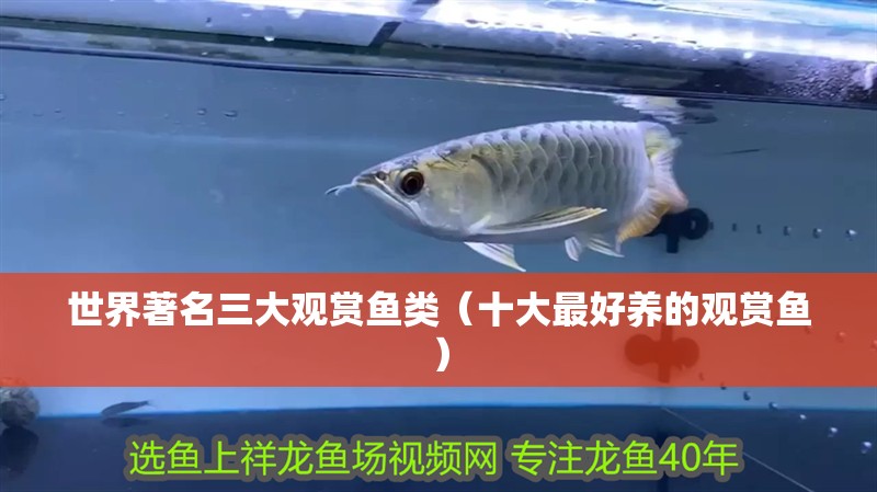 世界著名三大觀賞魚類（十大最好養(yǎng)的觀賞魚）