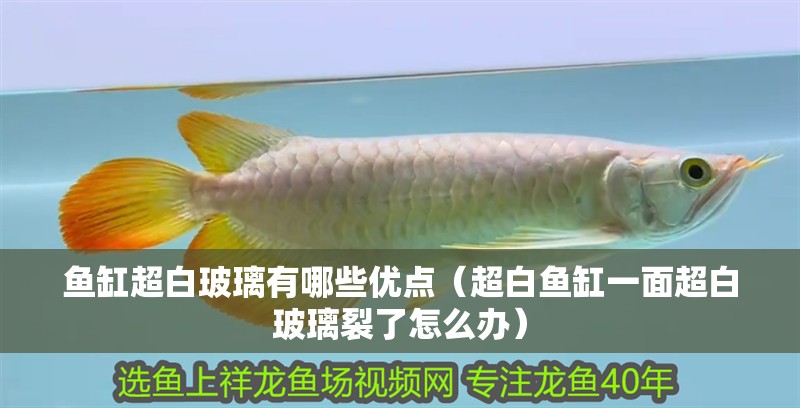 魚缸超白玻璃有哪些優點（超白魚缸一面超白玻璃裂了怎么辦）