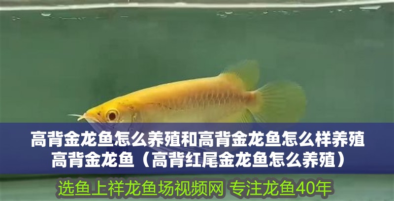 高背金龍魚怎么養殖和高背金龍魚怎么樣養殖高背金龍魚（高背紅尾金龍魚怎么養殖）