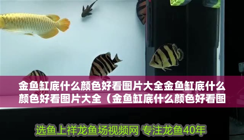 金魚缸底什么顏色好看圖片大全金魚缸底什么顏色好看圖片大全（金魚缸底什么顏色好看圖片大全）