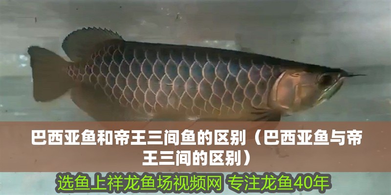 巴西亞魚和帝王三間魚的區別（巴西亞魚與帝王三間的區別）