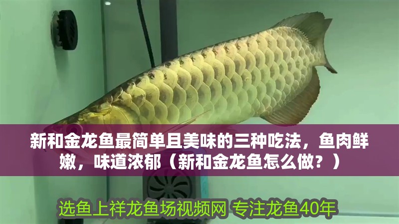 新和金龍魚最簡單且美味的三種吃法，魚肉鮮嫩，味道濃郁（新和金龍魚怎么做？）