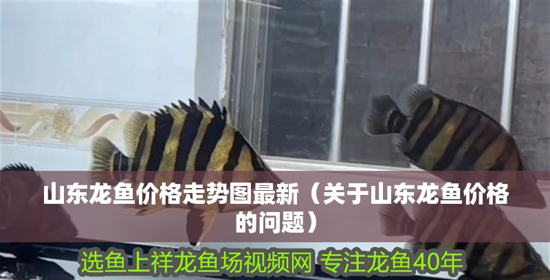 山東龍魚價格走勢圖最新（關于山東龍魚價格的問題）
