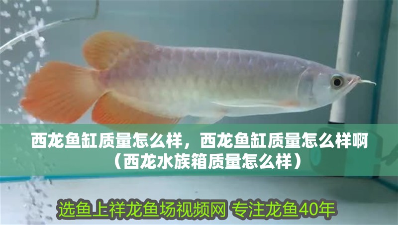 西龍魚缸質量怎么樣，西龍魚缸質量怎么樣啊（西龍水族箱質量怎么樣）