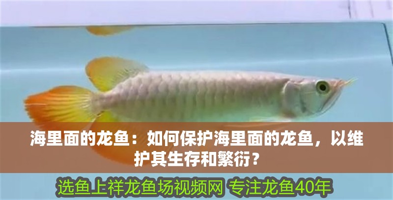 海里面的龍魚：如何保護海里面的龍魚，以維護其生存和繁衍？