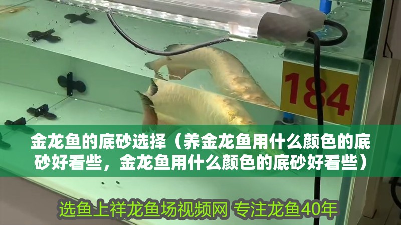 金龍魚的底砂選擇（養金龍魚用什么顏色的底砂好看些，金龍魚用什么顏色的底砂好看些）
