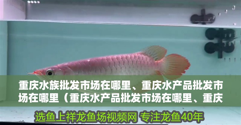 重慶水族批發市場在哪里、重慶水產品批發市場在哪里（重慶水產品批發市場在哪里、重慶水產品批發市場在哪里）