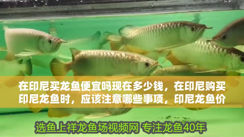 在印尼買龍魚便宜嗎現在多少錢，在印尼購買印尼龍魚時，應該注意哪些事項，印尼龍魚價格趨勢