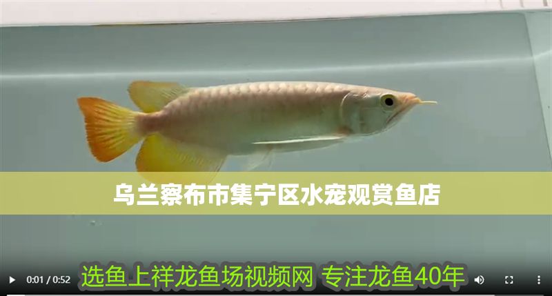 烏蘭察布市集寧區(qū)水寵觀賞魚(yú)店 全國(guó)水族館企業(yè)名錄 第1張 烏蘭察布市集寧區(qū)水寵觀賞魚(yú)店 烏蘭察布市集寧區(qū)水寵觀賞魚(yú)店 全國(guó)水族館企業(yè)名錄 第1張
