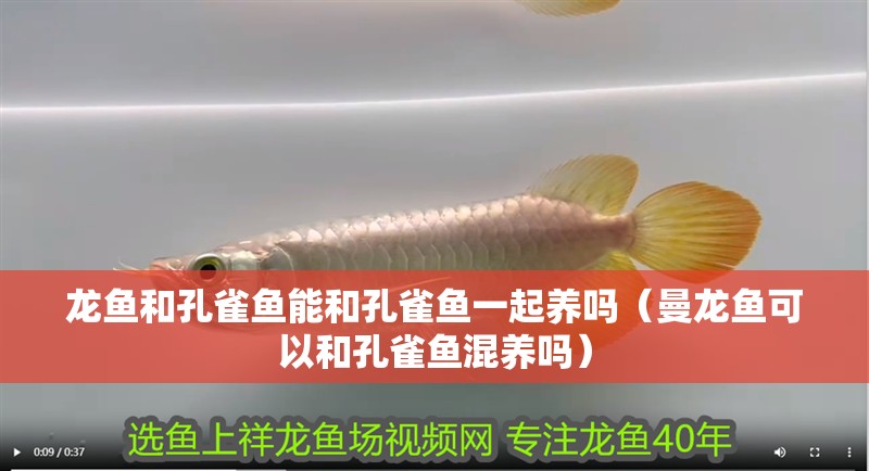 龍魚和孔雀魚能和孔雀魚一起養(yǎng)嗎（曼龍魚可以和孔雀魚混養(yǎng)嗎）
