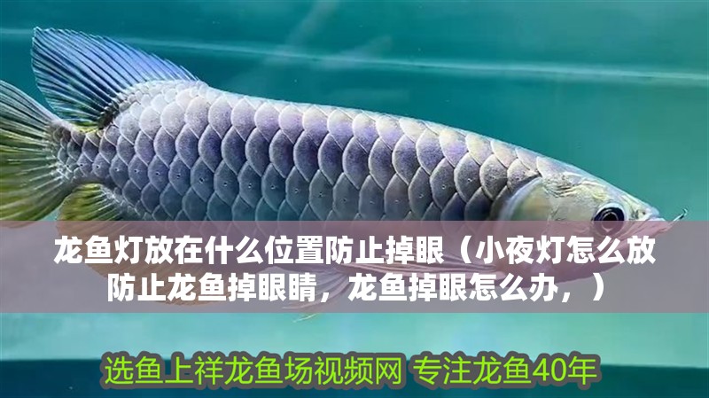龍魚燈放在什么位置防止掉眼（小夜燈怎么放防止龍魚掉眼睛，龍魚掉眼怎么辦，）