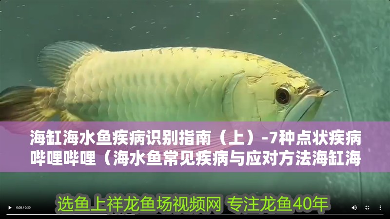 海缸海水魚疾病識別指南（上）-7種點狀疾病嗶哩嗶哩（海水魚常見疾病與應對方法海缸海水魚疾病識別指南）