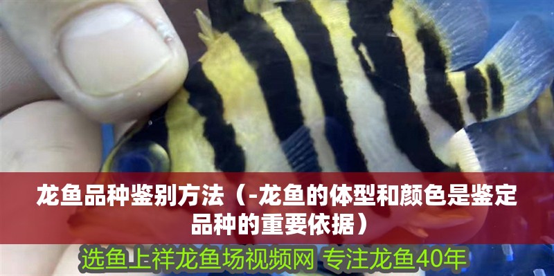 龍魚品種鑒別方法（-龍魚的體型和顏色是鑒定品種的重要依據）