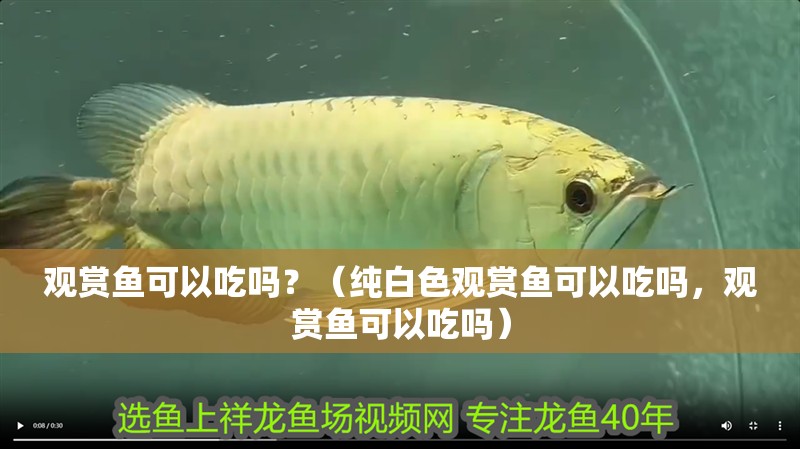 觀(guān)賞魚(yú)可以吃嗎？（純白色觀(guān)賞魚(yú)可以吃嗎，觀(guān)賞魚(yú)可以吃嗎）