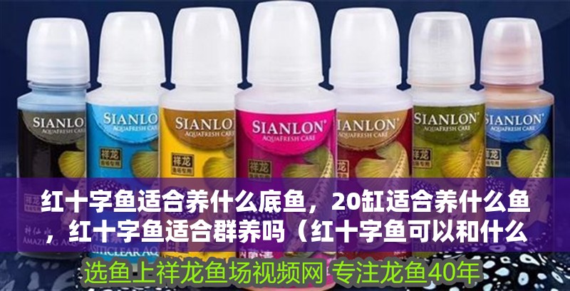 紅十字魚適合養什么底魚，20缸適合養什么魚，紅十字魚適合群養嗎（紅十字魚可以和什么魚混養）