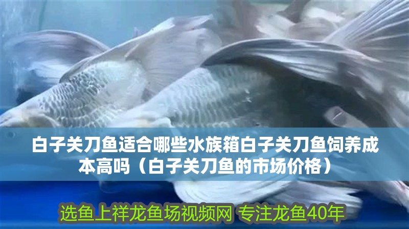 白子關刀魚適合哪些水族箱白子關刀魚飼養成本高嗎（白子關刀魚的市場價格）