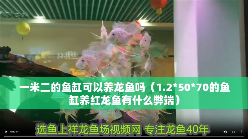 一米二的魚缸可以養龍魚嗎（1.2*50*70的魚缸養紅龍魚有什么弊端）