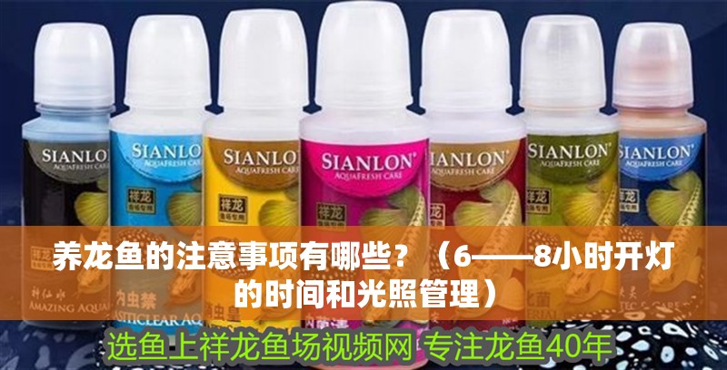 養龍魚的注意事項有哪些？（6——8小時開燈的時間和光照管理）