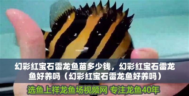 幻彩紅寶石雷龍魚苗多少錢，幻彩紅寶石雷龍魚好養嗎（幻彩紅寶石雷龍魚好養嗎）