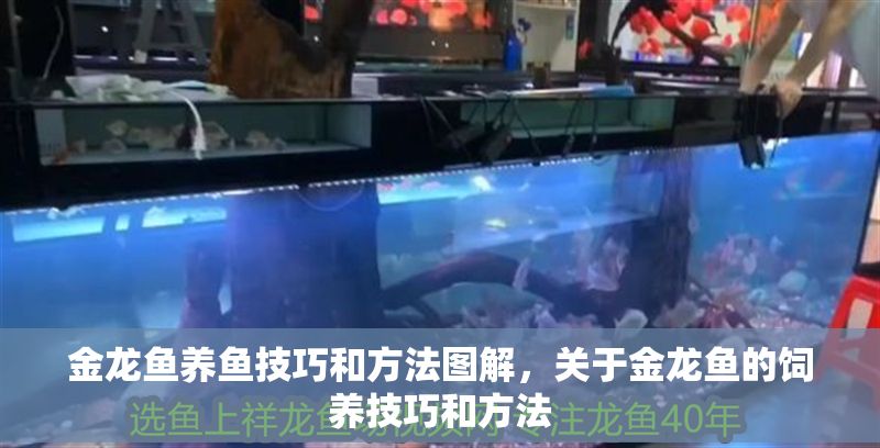 金龍魚養魚技巧和方法圖解，關于金龍魚的飼養技巧和方法