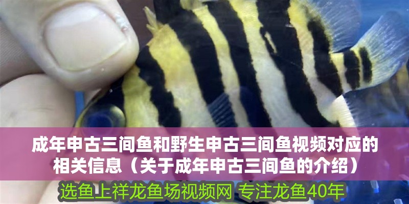 成年申古三間魚和野生申古三間魚視頻對應的相關信息（關于成年申古三間魚的介紹）