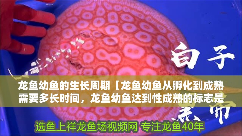 龍魚幼魚的生長(zhǎng)周期【龍魚幼魚從孵化到成熟需要多長(zhǎng)時(shí)間，龍魚幼魚達(dá)到性成熟的標(biāo)志是什么】