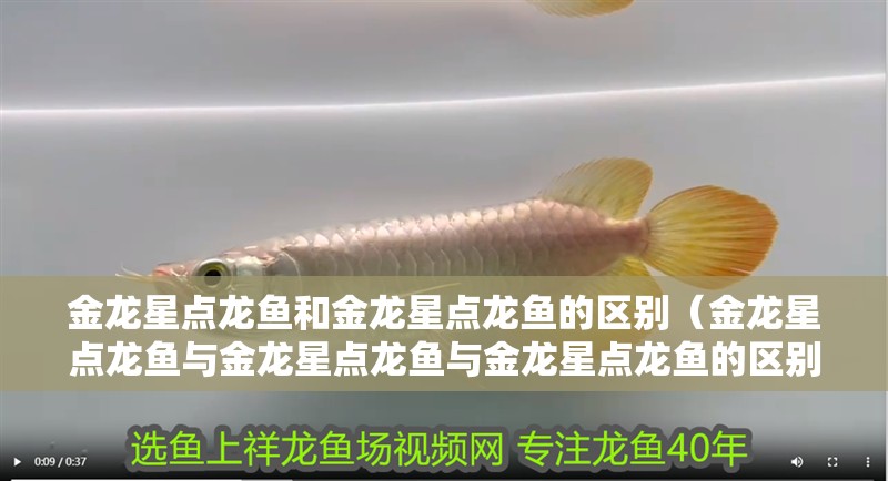 金龍星點龍魚和金龍星點龍魚的區別（金龍星點龍魚與金龍星點龍魚與金龍星點龍魚的區別）