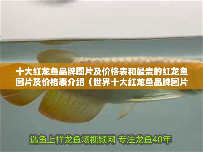 十大紅龍魚品牌圖片及價格表和最貴的紅龍魚圖片及價格表介紹（世界十大紅龍魚品牌圖片及價格表）