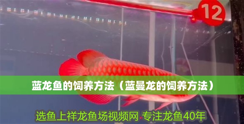 藍龍魚的飼養方法（藍曼龍的飼養方法）