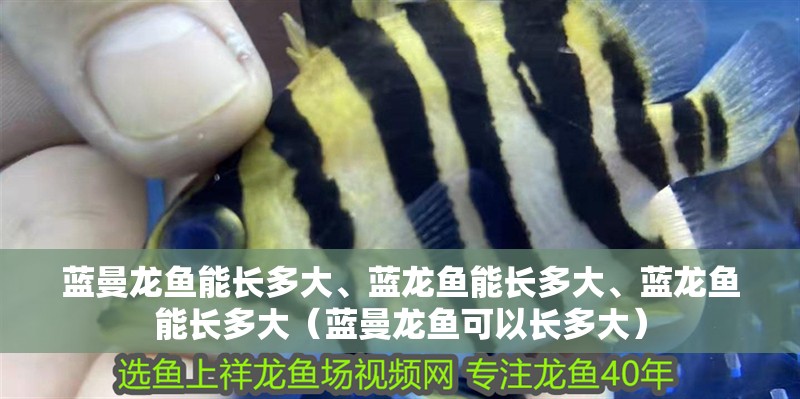 藍曼龍魚能長多大、藍龍魚能長多大、藍龍魚能長多大（藍曼龍魚可以長多大）