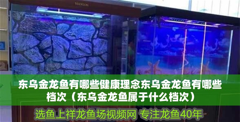 東烏金龍魚有哪些健康理念東烏金龍魚有哪些檔次（東烏金龍魚屬于什么檔次）