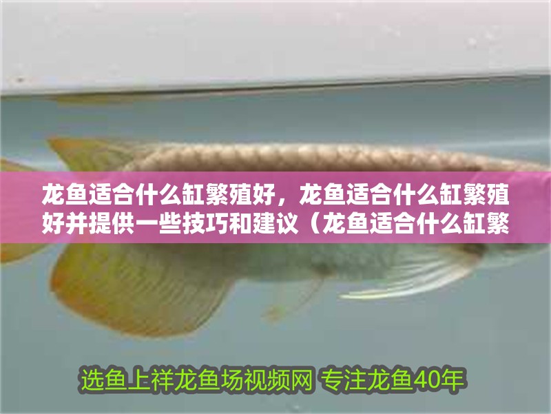龍魚適合什么缸繁殖好，龍魚適合什么缸繁殖好并提供一些技巧和建議（龍魚適合什么缸繁殖好）