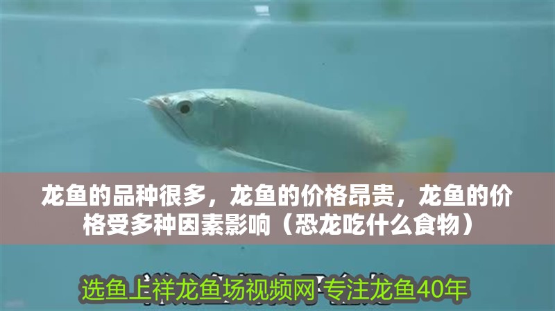 龍魚的品種很多，龍魚的價格昂貴，龍魚的價格受多種因素影響（恐龍吃什么食物）