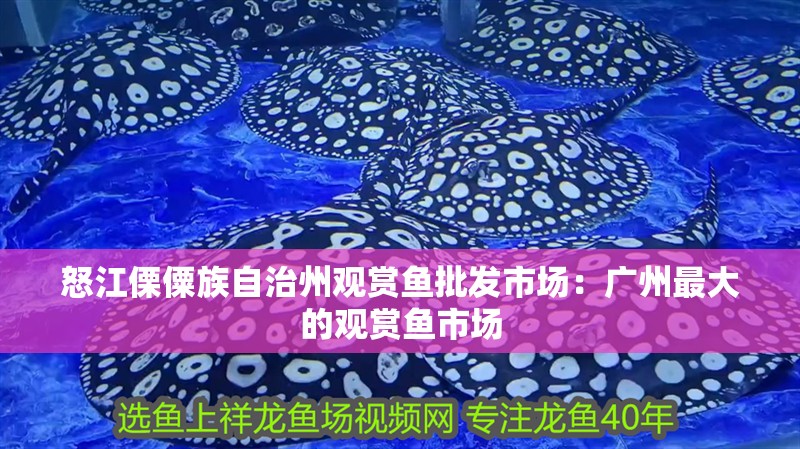 怒江傈僳族自治州觀賞魚(yú)批發(fā)市場(chǎng)：廣州最大的觀賞魚(yú)市場(chǎng)