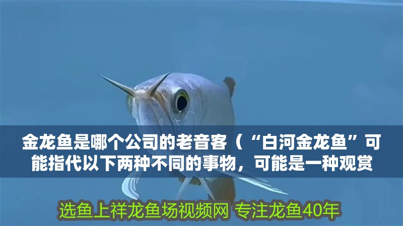 金龍魚是哪個公司的老音客（“白河金龍魚”可能指代以下兩種不同的事物，可能是一種觀賞魚）