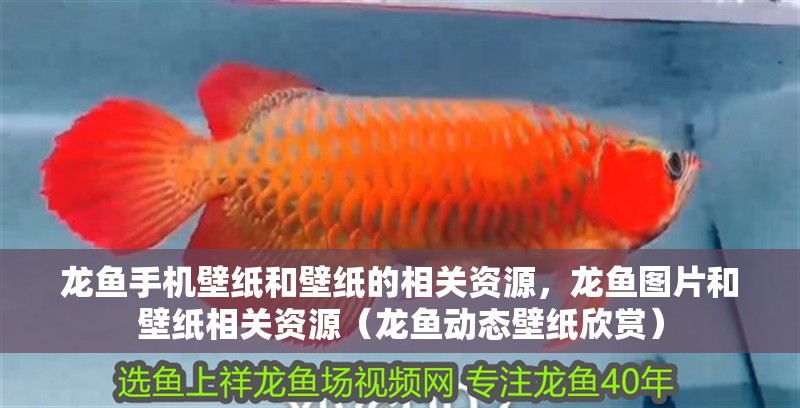 龍魚手機(jī)壁紙和壁紙的相關(guān)資源，龍魚圖片和壁紙相關(guān)資源（龍魚動態(tài)壁紙欣賞）