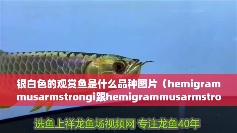 銀白色的觀賞魚是什么品種圖片（hemigrammusarmstrongi跟hemigrammusarmstrongi）