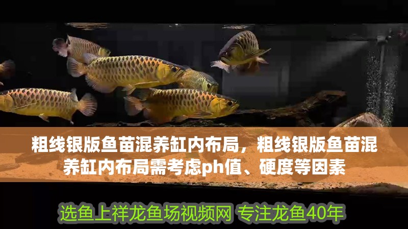 粗線銀版魚苗混養(yǎng)缸內布局，粗線銀版魚苗混養(yǎng)缸內布局需考慮ph值、硬度等因素