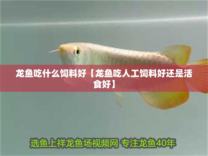 龍魚吃什么飼料好【龍魚吃人工飼料好還是活食好】