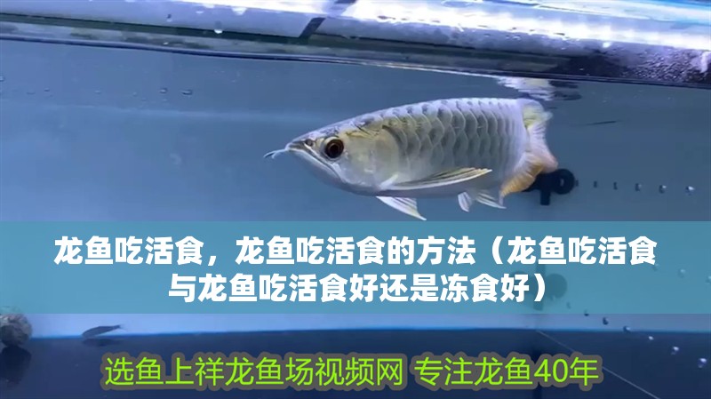 龍魚吃活食，龍魚吃活食的方法（龍魚吃活食與龍魚吃活食好還是凍食好）
