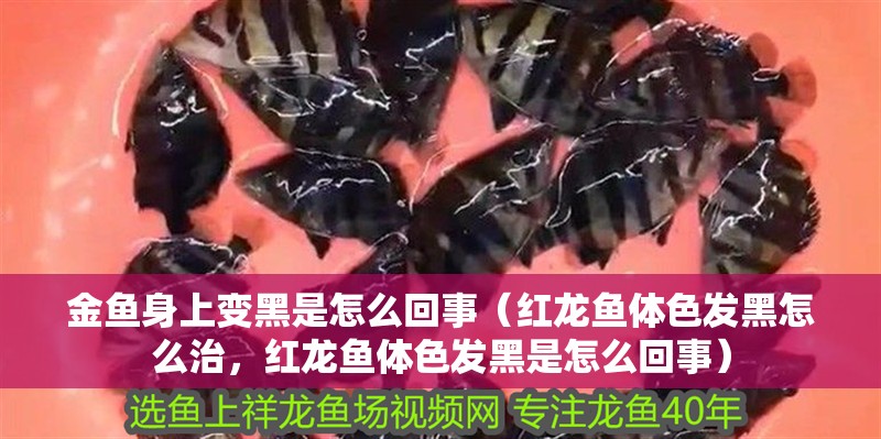 金魚身上變黑是怎么回事（紅龍魚體色發(fā)黑怎么治，紅龍魚體色發(fā)黑是怎么回事）