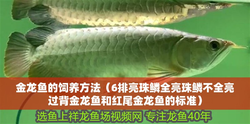 金龍魚的飼養方法（6排亮珠鱗全亮珠鱗不全亮過背金龍魚和紅尾金龍魚的標準）
