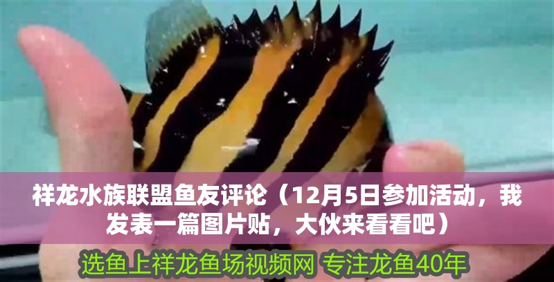 祥龍水族聯(lián)盟魚友評論（12月5日參加活動，我發(fā)表一篇圖片貼，大伙來看看吧）
