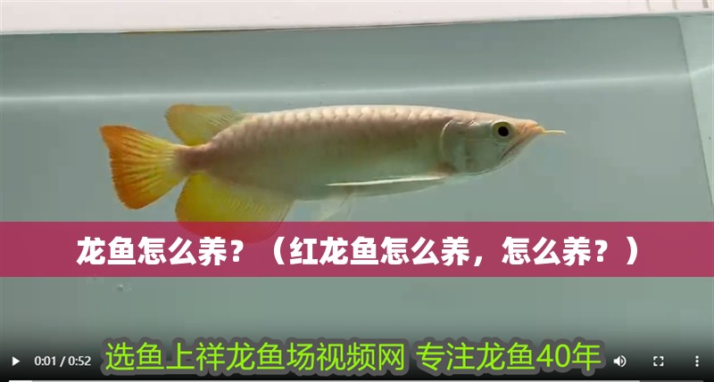 龍魚怎么養？（紅龍魚怎么養，怎么養？）