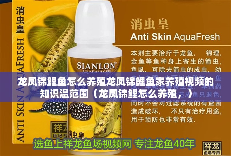 龍鳳錦鯉魚怎么養殖龍鳳錦鯉魚家養殖視頻的知識溫范圍（龍鳳錦鯉怎么養殖，）