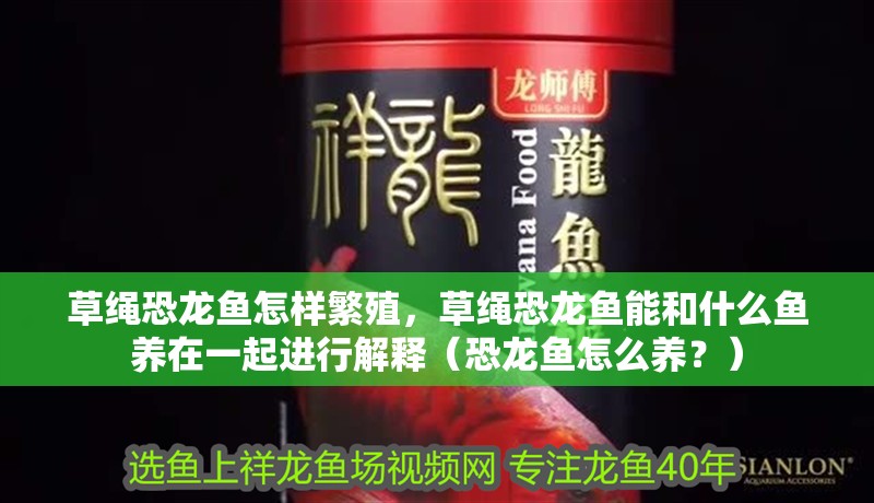 草繩恐龍魚怎樣繁殖，草繩恐龍魚能和什么魚養在一起進行解釋（恐龍魚怎么養？）