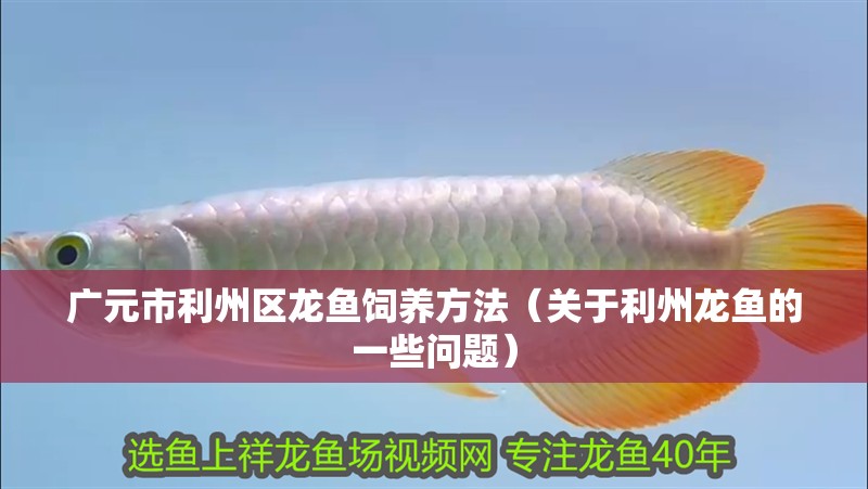 廣元市利州區龍魚飼養方法（關于利州龍魚的一些問題）