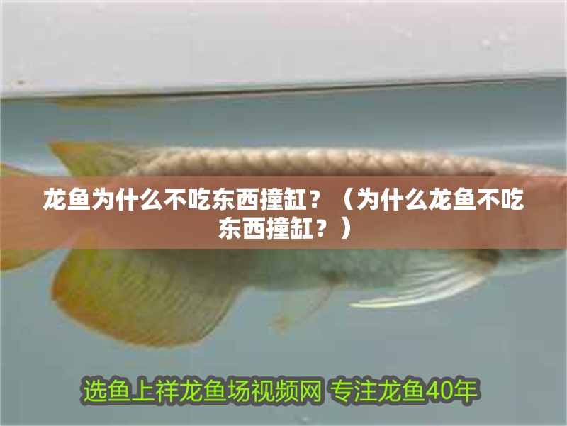 龍魚為什么不吃東西撞缸？（為什么龍魚不吃東西撞缸？）