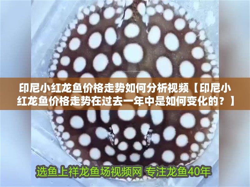 印尼小紅龍魚價格走勢如何分析視頻【印尼小紅龍魚價格走勢在過去一年中是如何變化的？】