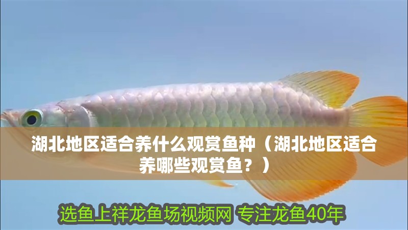 湖北地區適合養什么觀賞魚種（湖北地區適合養哪些觀賞魚？）
